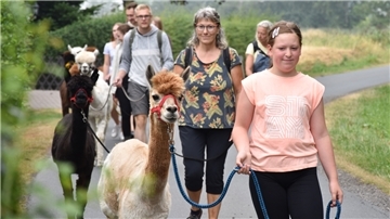 Nathalie geht mit Paulchen, der wegen seiner immer perfekt sitzenden Frisur Ronaldo genannt wird, voran. Die anderen Alpakas trotten mit ihren Wanderern hinterher.
