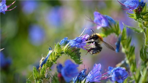 Natternkopf benötigt nur Wasser, produziert aber viele Pollen und viel sehr zuckerhaltigen Nektar.