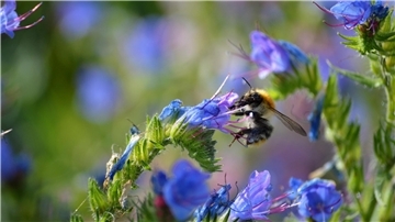 Natternkopf benötigt nur Wasser, produziert aber viele Pollen und viel sehr zuckerhaltigen Nektar.