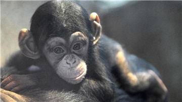 Warum der Zoo am Meer in Bremerhaven auf tierischen Nachwuchs hoffen kann Ein  Schimpansen-Baby auf dem Rücken seiner Mutter: Der Zoo am Meer wünscht sich tierischen Nachwuchs.