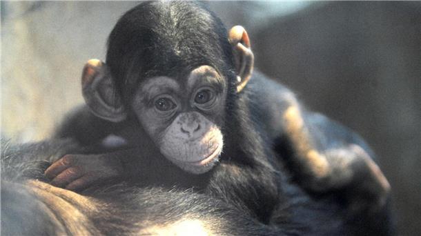 Ndutu war der letzte Nachwuchs im Zoo am Meer. Ein Affenmädchen musste der Zoo einschläfern.