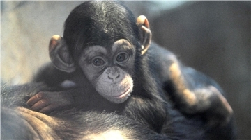 Ndutu war der letzte Nachwuchs im Zoo am Meer. Ein Affenmädchen musste der Zoo einschläfern.