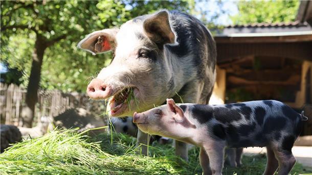 Jede Menge Flecken im Gehege Neben seiner Mutter sieht das junge Ferkel noch ganz klein aus.