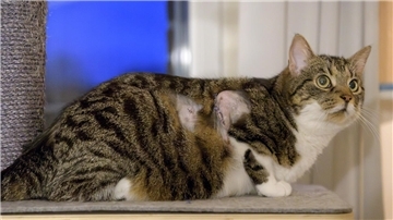 Katze Neelix