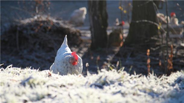 Nein, ein echtes Schneehuhn ist dieses Exemplar nicht. Das frostige Winterwetter scheint es trotzdem zu genießen.