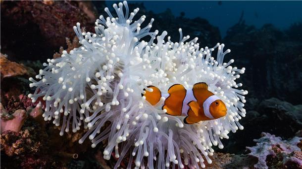 Nemo aus dem Film „Findet Nemo“ ist ein berühmter Clownfisch.