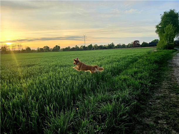 Neo aus Bremervörde. Er hat er auf dem Feld ein paar Vögel entdeckt und wollte z...