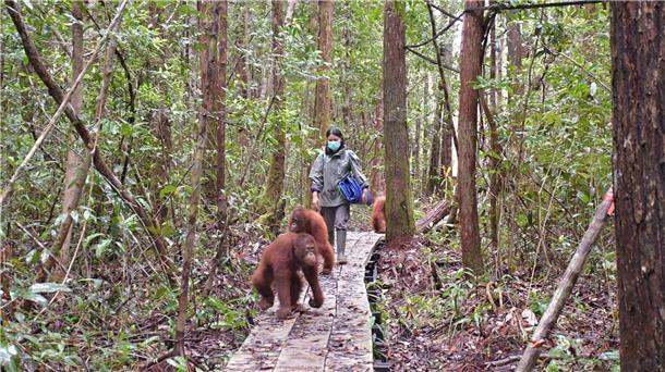 Orang-Utans im Bus: Waldschule auf Borneo zieht um Neugierig erkunden die Waldschüler den Wald im neuen Zentrum.
