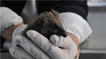 Neugierig und niedlich ist dieser junge Igel. Er wird in der Igelstation am Abbehauser Wischweg 1 in Nordenham untersucht. Matilda ist viel zu leicht für ihr Alter. Sie muss aufgepäppelt werden.