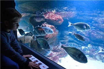 Ein Junge sitzt vor einem großen Aquarium und betrachtet die Fische.