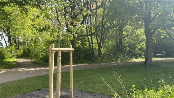 Mehrere Bäume in einem Park.