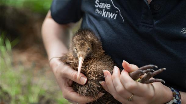 Komischer Vogel: Warum Neuseeland seine Kiwis so liebt Neuseeland verliert viele Kiwis. Die Organisation Save the Kiwi hilft den Tieren deshalb.