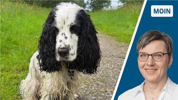 Warum mein Hund und ich demnächst im Partnerlook unterwegs sind Collage nasser Hund / Portrait Andrea Vogt