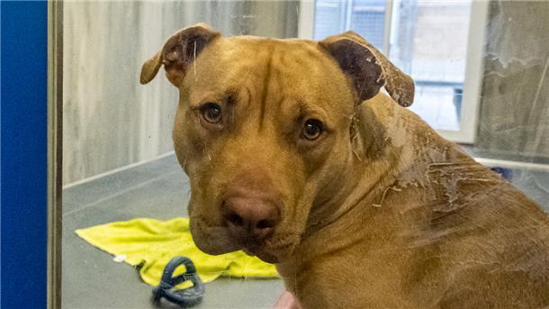 Nicht immer ist ein als gefährlich eingestufter Hund das wirkliche Problem, sondern der Halter. Nach einem schlimmen Zwischenfall in der Hafenstraße in Bremerhaven kam der attackierende Hund ins Tierheim. (Unser Symbolfoto zeigt einen American Staffordshire im Tierheim Passbrunn in Bayern.)