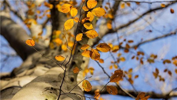 Baum mit Herbstlaub