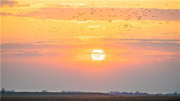 Nicht nur jährlich im Herbst ein Spektakel: auch der Frühjahrszug der Vögel ist jedes Mal ein Schauspiel, wenn Tausende Tiere in Gruppen am Himmel vorbeiziehen auf dem Weg zu ihren Brutplätzen.