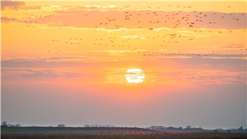 Nicht nur jährlich im Herbst ein Spektakel: auch der Frühjahrszug der Vögel ist jedes Mal ein Schauspiel, wenn Tausende Tiere in Gruppen am Himmel vorbeiziehen auf dem Weg zu ihren Brutplätzen.