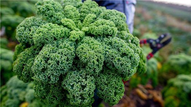 Grünkohl wird teurer - Erste Ernte in Niedersachsen Niedersachsen Landwirte haben mit der Grünkohlernte begonnen.