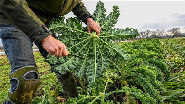 Niedersachsen fördert Öko-Landwirtschaft in der Ukraine Niedersachsen unterstützt den Anbau von Bio-Gemüse in der ukrainischen Partnerregion Mykolajiw. (Archivbild)