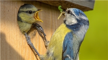Vögel im Nistkasten