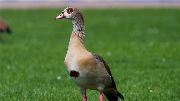 Nilgänse und andere Tiere gehören eigentlich nicht in unsere Gefilde, leben dennoch im Cuxland.