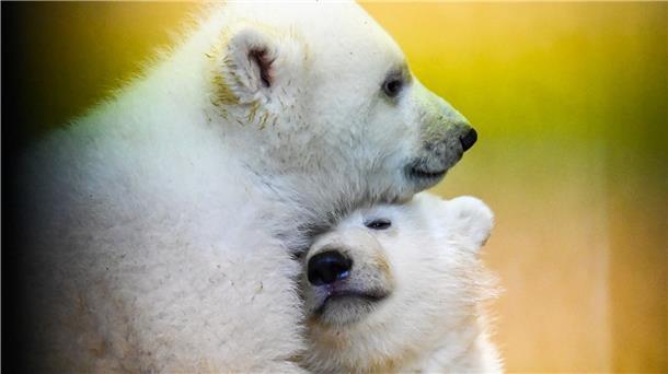 Noch bis Sonntag werden Namen gesucht: Wie könnten die Eisbären-Zwillinge im Zoo am Meer heißen?