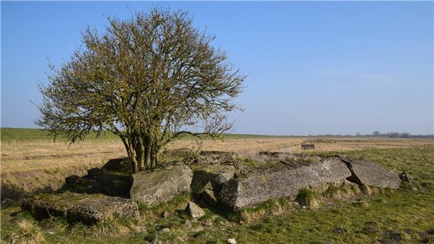 Ein Baum wächst aus Betontrümmerteilen