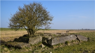 Ein Baum wächst aus Betontrümmerteilen
