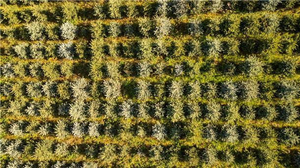 Frost, Trockenheit, höhere Kosten: Tannenbäume werden teurer Nordmanntannen sind die beliebtesten Weihnachtsbäume in Deutschland, doch auch Blaufichten wie hier in Sachsen zieren zum Fest manche Stube.