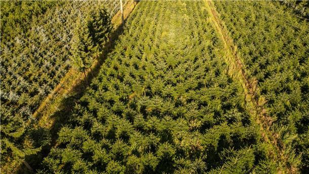 Frost, Trockenheit, höhere Kosten: Tannenbäume werden teurer Nordmanntannen wachsen in einer Plantage in Sachsen zu Weihnachtsbäumen heran.