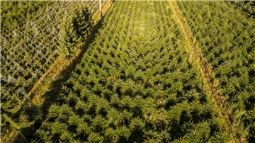 Frost, Trockenheit, höhere Kosten: Tannenbäume werden teurer Nordmanntannen wachsen in einer Plantage in Sachsen zu Weihnachtsbäumen heran.