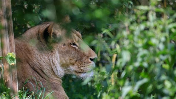 Löwe als Haustier? So ist die Haltung geregelt Normalerweise sieht man Löwen nur im Zoo - wie hier in Leipzig.