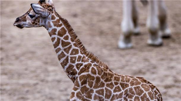 Giraffen-Baby auf Erkundungstour Nun ist das Giraffen-Baby auch für Besucher des Schweriner Zoos zu sehen.