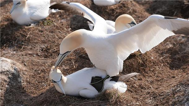Brutsaison auf dem Lummenfelsen auf Helgoland Nur auf dem Lummenfelsen brüten in Deutschland die fünf Hochseevogelarten Trottellumme, Basstölpel, Dreizehenmöwe, Eissturmvogel und Tordalk.