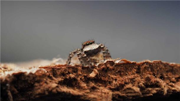Australien: Expedition entdeckt drei unbekannte Spinnenarten Nur drei Millimeter groß und sieht aus wie „ein achtäugiger Welpe“.