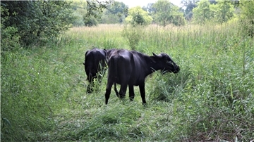 Wasserbüffel