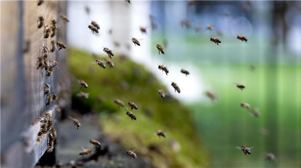 Nur wenn es trocken ist, fliegen die Bienen aus dem Bienenstock. (Archivbild)