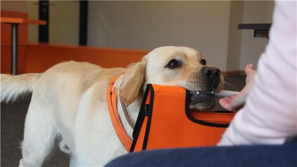 „Nuri apport“, auf dieses Kommando bringt Schulhund Nuri den Schülern Arbeitsunterlagen oder verteilt Aufgaben.