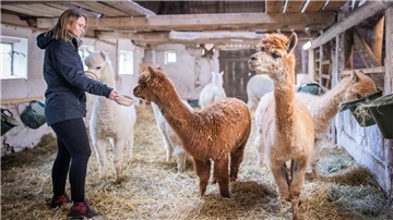 Auf der linken Seite steht eine Frau in dunklen Klamotten. Sie füttert im Stall Alpakas.