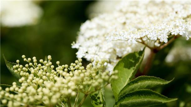 Den Holunder ausbacken: Einfach mal probieren! Holunder-Blüte