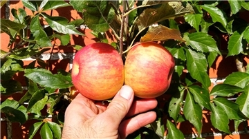 Ob Obst am Spalier oder am Hochstamm auf der Wiese - für einen guten, regelmäßigen Ertrag kommt es auf den richtigen Schnitt an