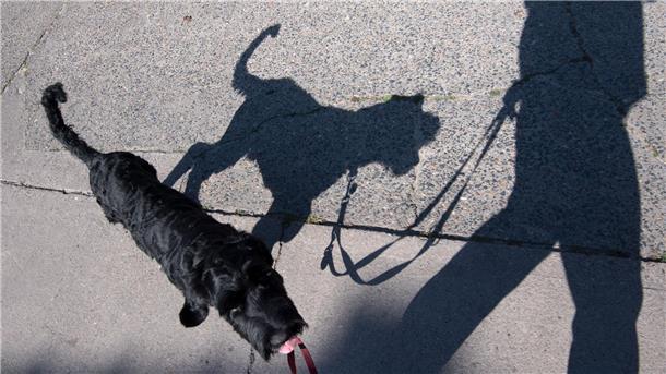 Obwohl in der Brut- und Setzzeit Leinenzwang für Hunde gilt, halten sich nicht alle Hundebesitzer daran. Zum Unmut vieler Bürger.