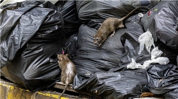 Ratten auf Müllsäcken
