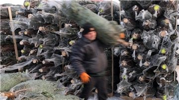 Weihnachtsbäume