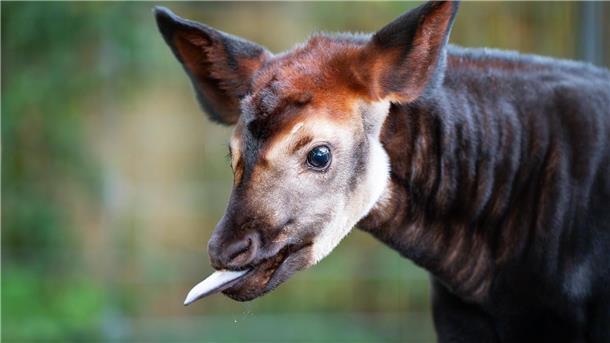 Gestreifter Hintern, lange Zunge Okapis haben lange Zungen.