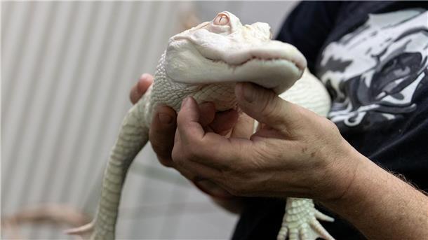 In Koffer entdeckt: Weißer Alligator lebt jetzt in NRW-Zoo Ophelia hat inzwischen ein neues Zuhause gefunden.