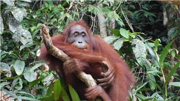 Orang-Utan Ben, aufgenommen im Bukit Baka Bukit Raya Nationalpark im indonesischen Borneo. Seine Auswilderung vor knapp sechs Monaten war ein Meilenstein.