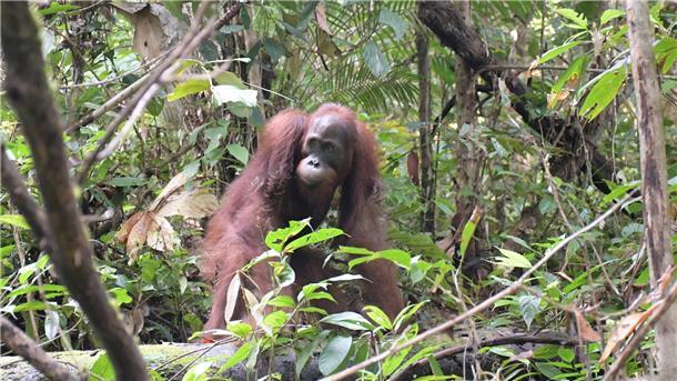 Orang-Utan Ben bei seiner Auswilderung im Bukit Baka Bukit Raya Nationalpark in Zentral-Kalimantan.