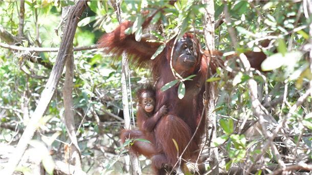 Orang-Utan-Weibchen Melata hatte sich zunächst um ihr Baby Dumel gekümmert, verschwand dann aber spurlos im Dschungel.