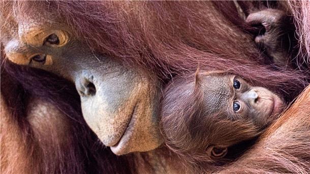 Orang-Utans sind faszinierend und einzigartig - und leben nur auf den Inseln Sumatra und Borneo. (Archivbild)